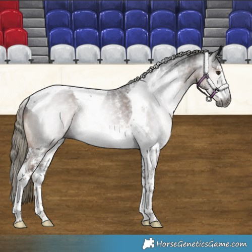 Horse Color:Gray Liver Chestnut Mushroom Sabino Tobiano 