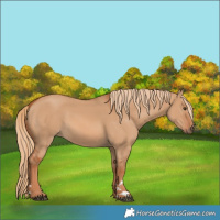 Horse Color:Red Dun