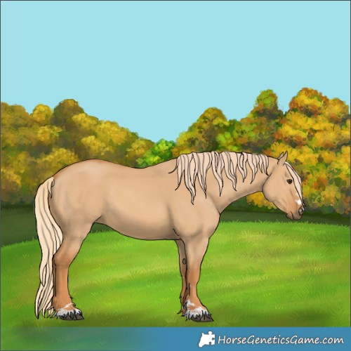 Horse Color:Red Dun 