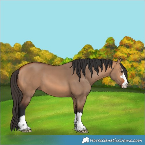 Horse Color:Bay Dun 