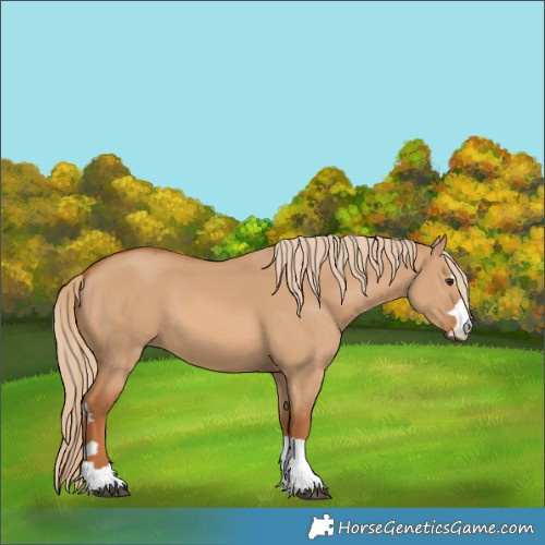 Horse Color:Red Dun 