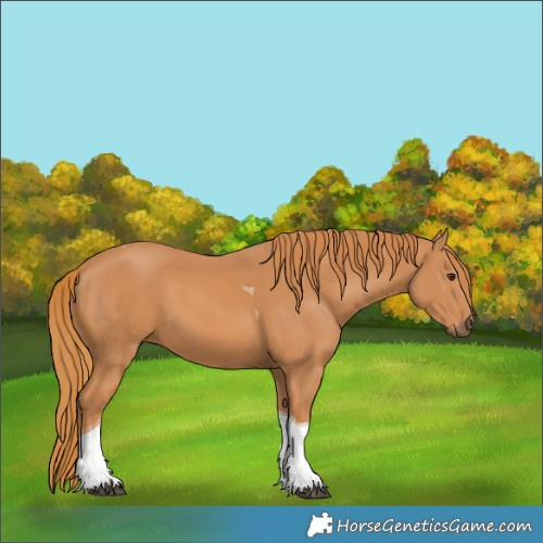 Horse Color:Chestnut Tobiano 