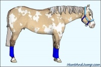 Horse Color:White Spotted Silver Bay Dun Splash Frame