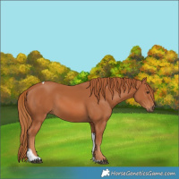 Horse Color:Chestnut Tobiano