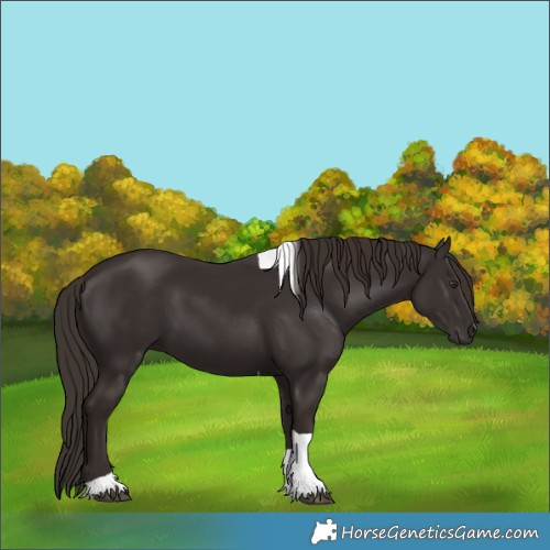 Horse Color:Liver Chestnut Tobiano 