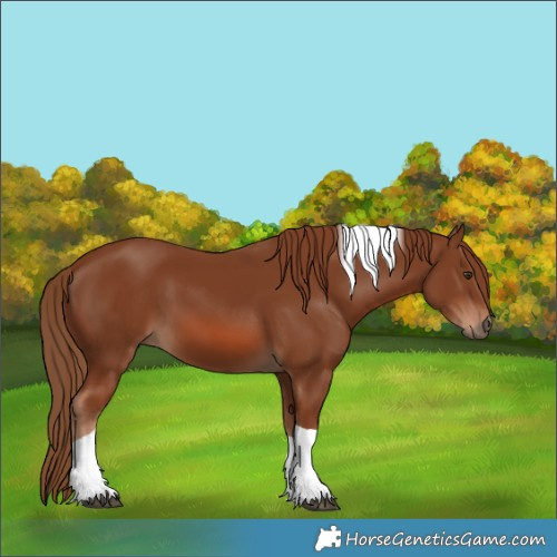 Horse Color:Chestnut Tobiano 