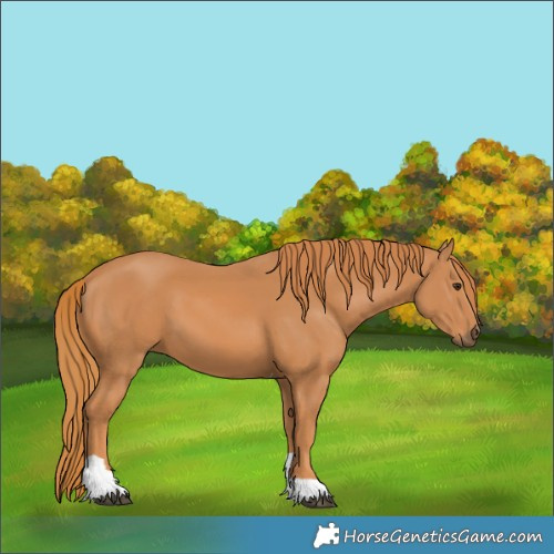 Horse Color:Chestnut Tobiano 