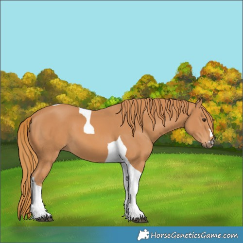 Horse Color:Chestnut Tobiano 