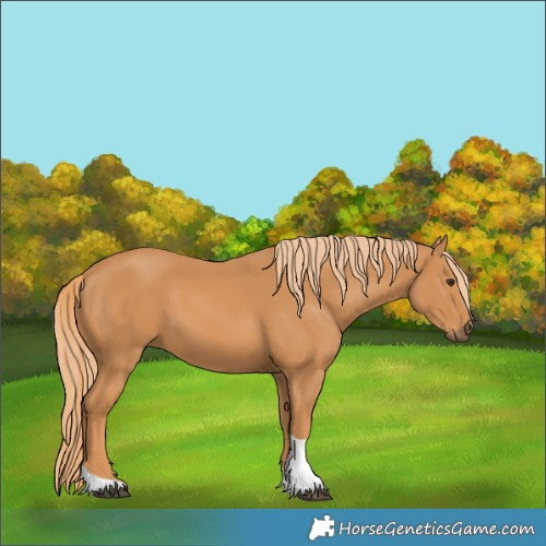 Horse Color:Chestnut Tobiano 
