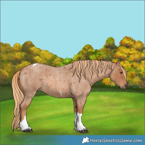 Horse Color:Red Roan Tobiano 