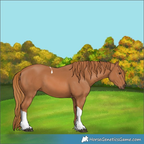 Horse Color:Chestnut Tobiano 