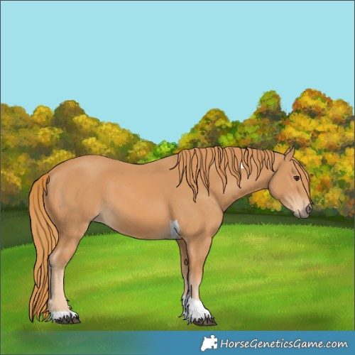 Horse Color:Chestnut Tobiano 