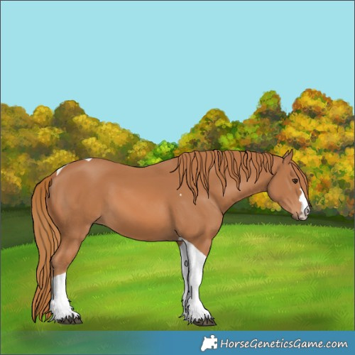 Horse Color:Chestnut Tobiano 