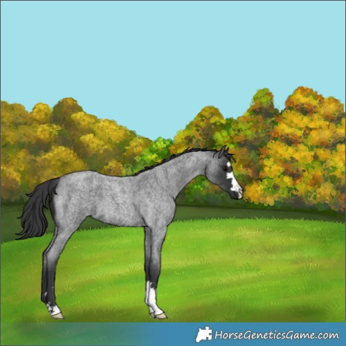 Horse Color:Blue Roan