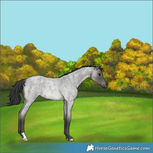 Horse Color:Blue Roan Rabicano 