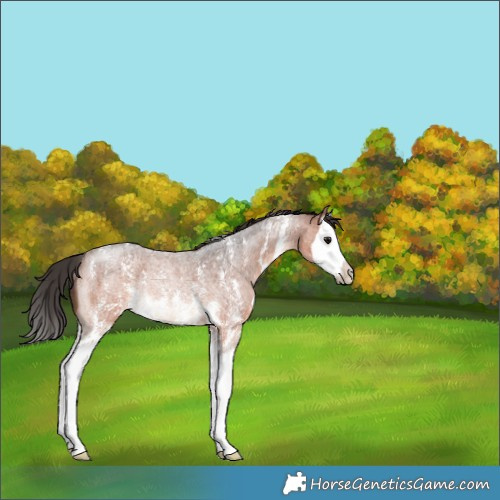 Horse Color:Bay Roan Sabino Splash Rabicano
