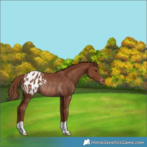 Horse Color:Chestnut Appaloosa Rabicano