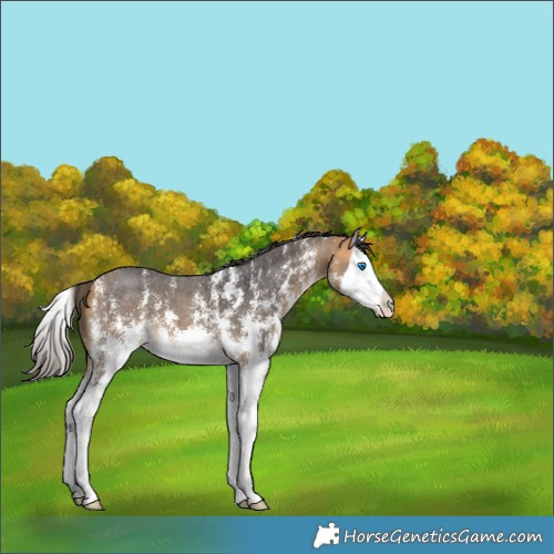 Horse Color:Buckskin Sabino Splash