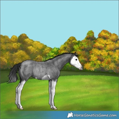 Horse Color:Gray Blue Roan Splash Rabicano 