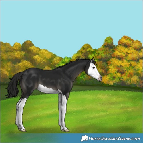 Horse Color:Gray Black Splash