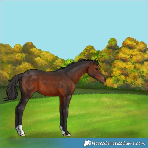 Horse Color:Brown 