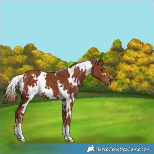 Horse Color:White Spotted Chestnut 
