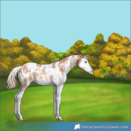 Horse Color:White Spotted Gold Champagne Sabino Splash 