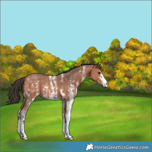 Horse Color:Bay Sabino 