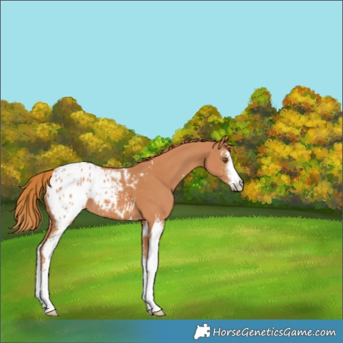 Horse Color:Chestnut Sabino Appaloosa 