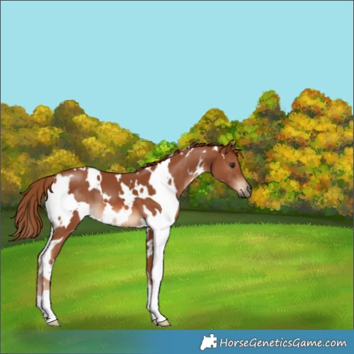 Horse Color:White Spotted Chestnut 