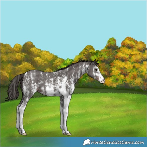 Horse Color:Liver Chestnut Sabino 