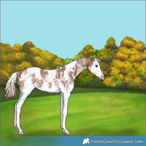 Horse Color:White Spotted Chestnut Sabino Splash 