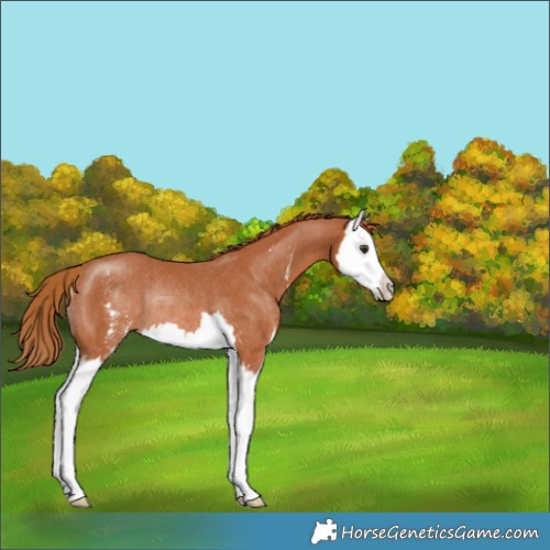 Horse Color:Chestnut Sabino Splash Rabicano