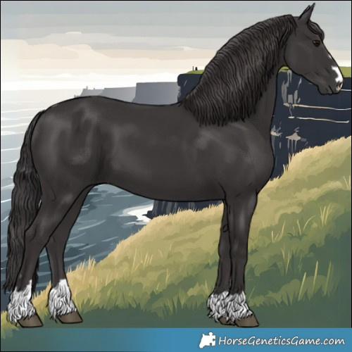 Horse Color:Smoky Black