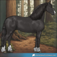 Horse Color:Smoky Black