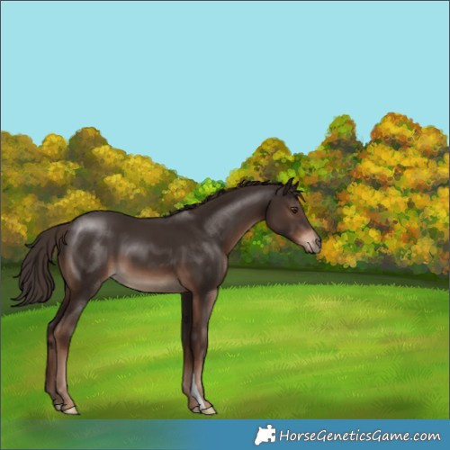 Horse Color:Liver Chestnut 