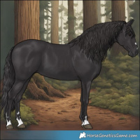 Horse Color:Smoky Black 