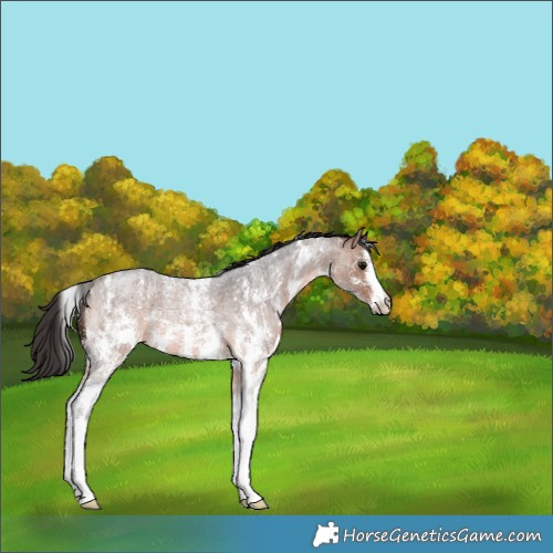 Horse Color:Bay Roan Sabino 