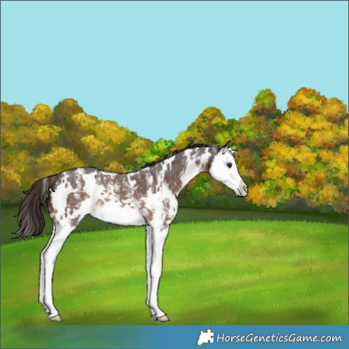 Horse Color:White Spotted Liver Chestnut Sabino Splash 