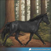 Horse Color:Black 