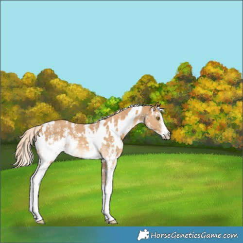 Horse Color:White Spotted Palomino Sabino