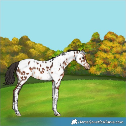 Horse Color:Bay Tobiano Appaloosa 