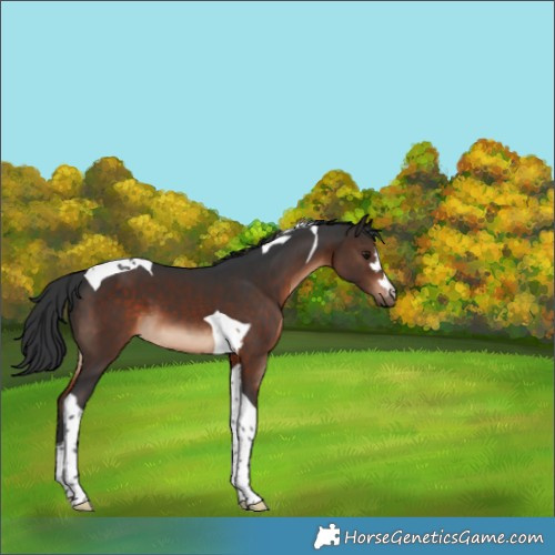 Horse Color:Brown Tobiano 