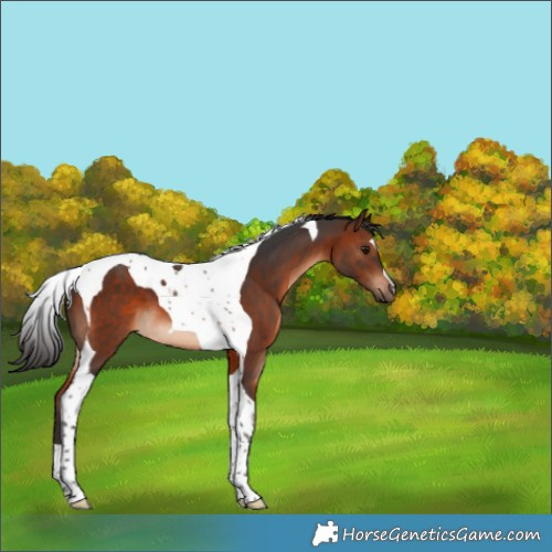Horse Color:Brown Tobiano 