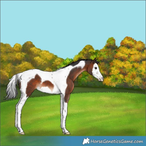 Horse Color:Brown Splash Tobiano 