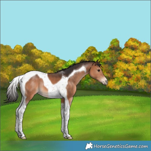 Horse Color:Brown Tobiano 