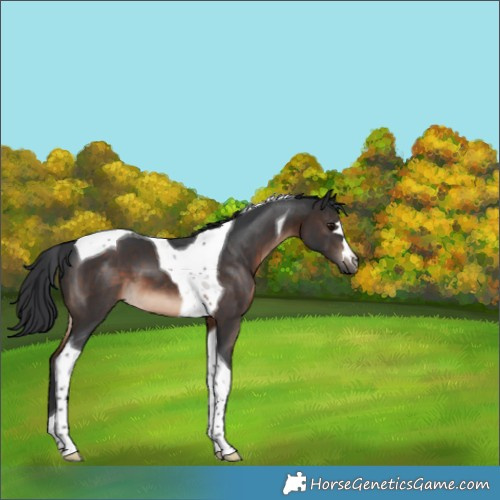 Horse Color:Brown Tobiano 