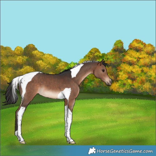 Horse Color:Brown Tobiano 