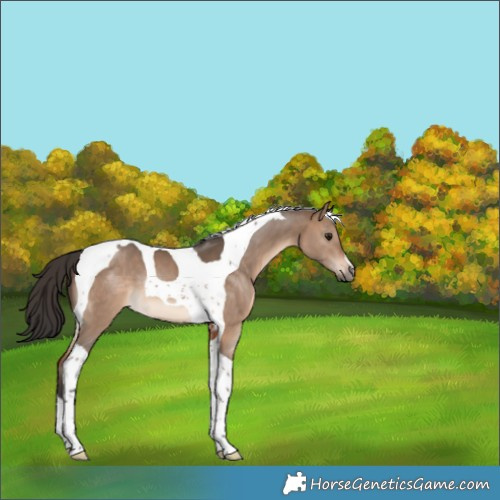 Horse Color:Brown Dun Tobiano 