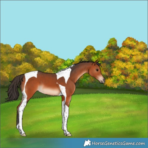 Horse Color:Bay Tobiano 